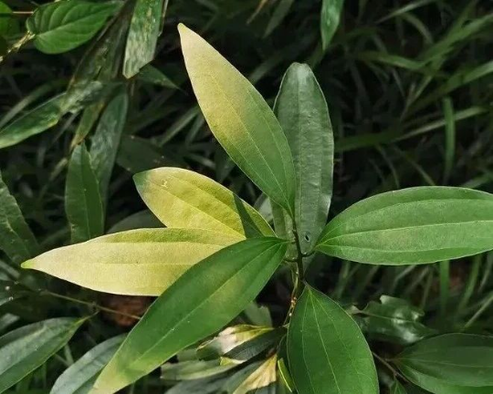 亚洲博彩平台排名