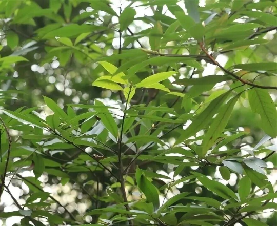 亚洲博彩平台排名