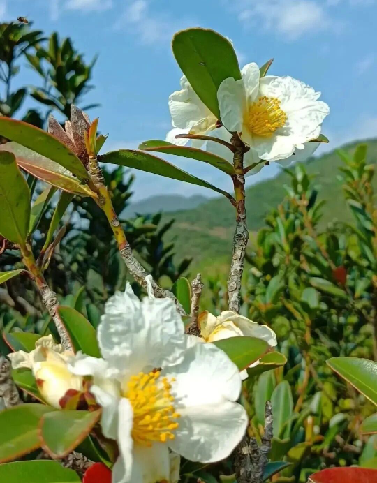 亚洲博彩平台排名