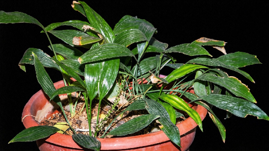 亚洲博彩平台排名