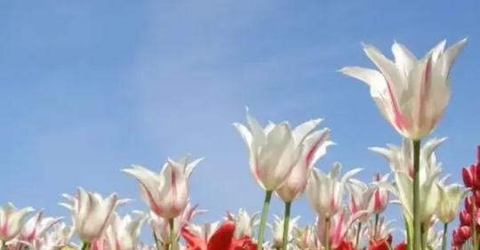 亚洲博彩平台排名