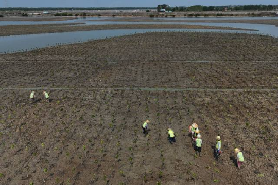 工作人员在湛江红树林保护区金牛岛红树林片区种植红树 亚洲博彩平台排名