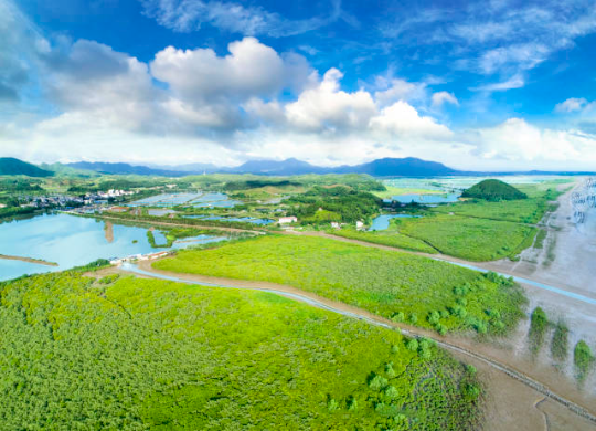 广东台山镇海湾红树林 广东台山镇海湾红树林