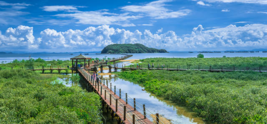 广东海陵岛红树林国家湿地公园游客络绎不绝 亚洲博彩平台排名