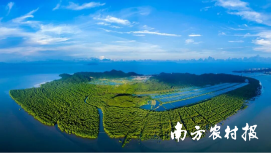 珠海淇澳红树植物园 珠海淇澳红树植物园