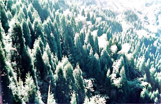 上世纪80年代,林场开始大量种植柳杉树。资料图 上世纪80年代,林场开始大量种植柳杉树。资料图