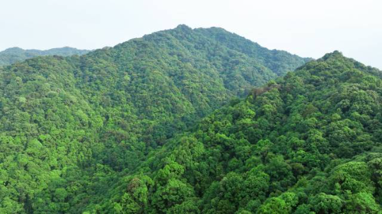 陈禾洞省级自然保护区属于森林生态系统类型自然保护区