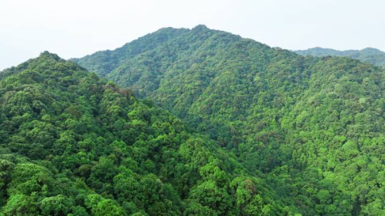 陈禾洞省级自然保护区属于森林生态系统类型自然保护区 陈禾洞省级自然保护区属于森林生态系统类型自然保护区