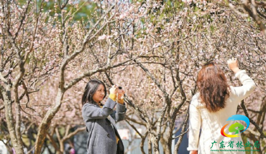 深圳千亩梅园花开正艳