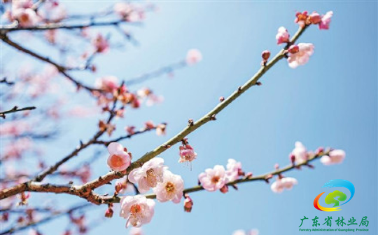 深圳千亩梅园花开正艳
