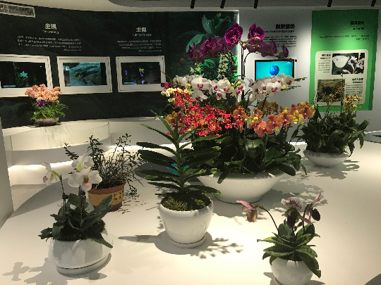 兰花自然历史博物馆(3).JPG