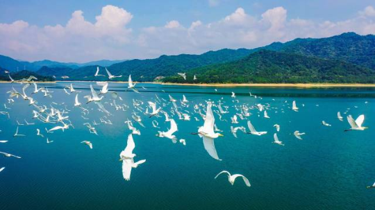 鹭戏湖水。 鹭戏湖水。