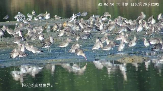 首批候鸟抵达广东。 首批候鸟抵达广东。