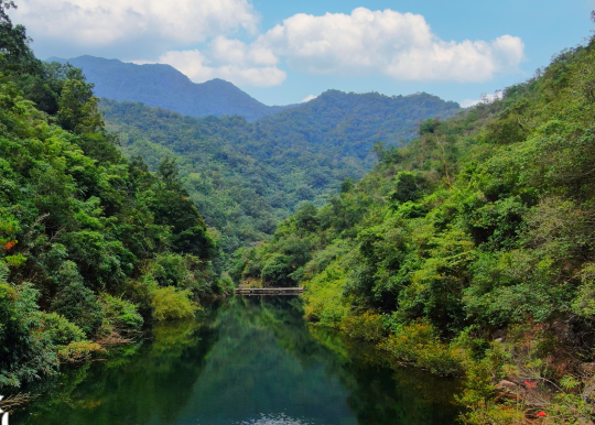 莲花山森林景观。