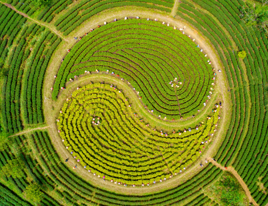 黄锦新《茶道 · 百人采茶图》.JPG