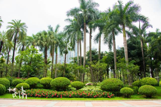 广州珠江公园棕榈与荫生专类植物展示园