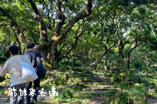 广州增城邓山村古榄园。
