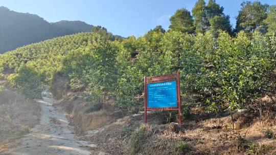 马大相思优良无性系示范推广基地。通讯员供图