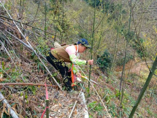 大竹湾村村民在山苍子人工示范种植基地打顶，以备下一步采条利用 