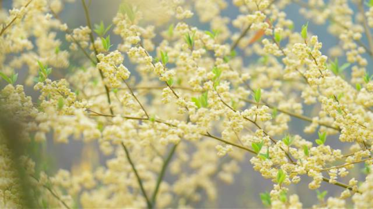 2026年2月，连南的山苍子花进入盛放期  