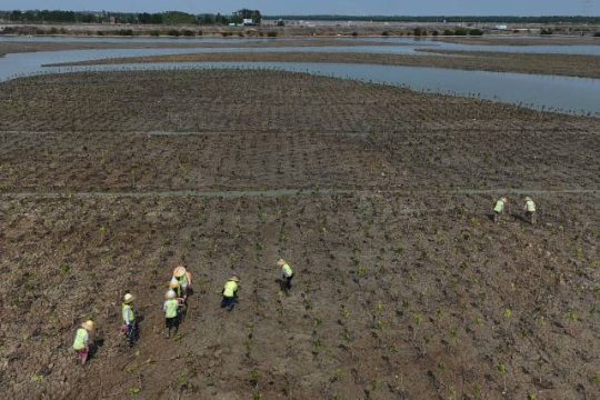 工作人员在湛江红树林保护区金牛岛红树林片区种植红树  