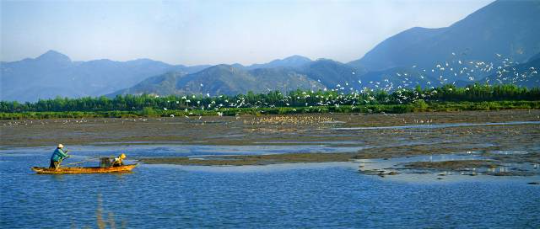 广东新会银湖湾红树林省重要湿地  