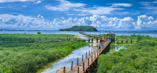广东海陵岛红树林国家湿地公园游客络绎不绝  